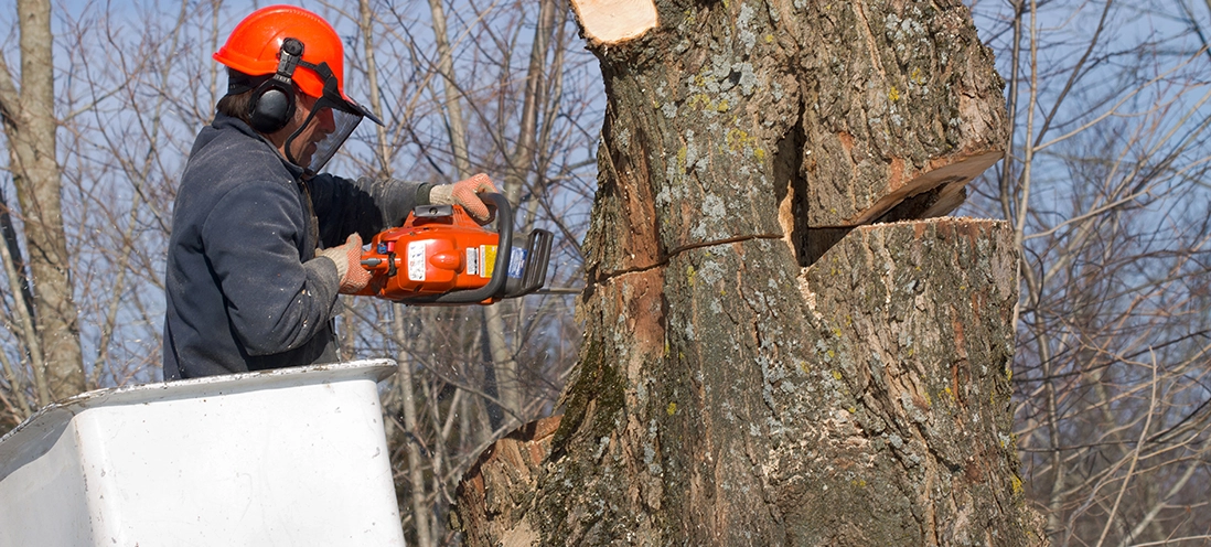 A worker with a chainsaw cuts into a large tree.